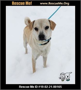 Idaho Dog Rescue Adoptions Rescue Me