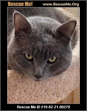California Russian Blue Rescue Adoptions Me 19 02 21 00279c38nelson M Male Id 00279 Russian Blue Mix