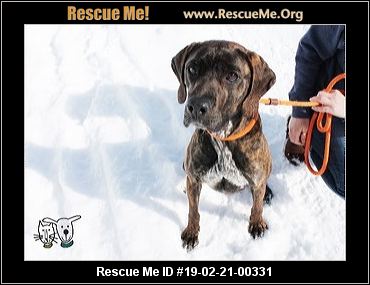 Idaho Dog Rescue Adoptions Rescue Me