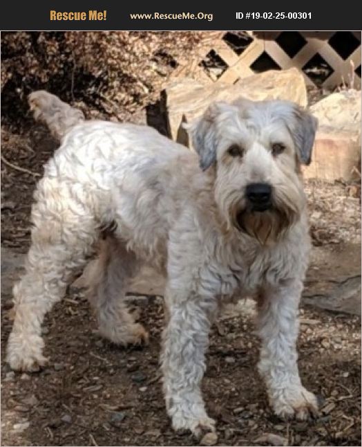 ADOPT 19022500301 Soft Coated Wheaten Terrier Rescue Aurora, CO