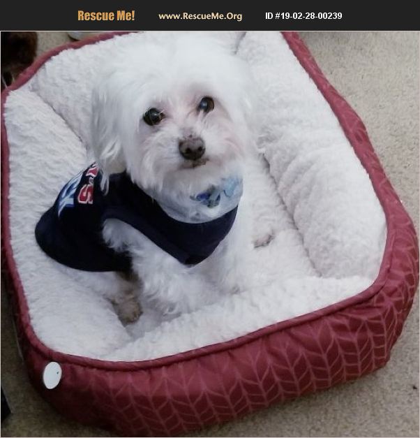 ADOPT 19022800239 Maltese Rescue Sarasota, FL