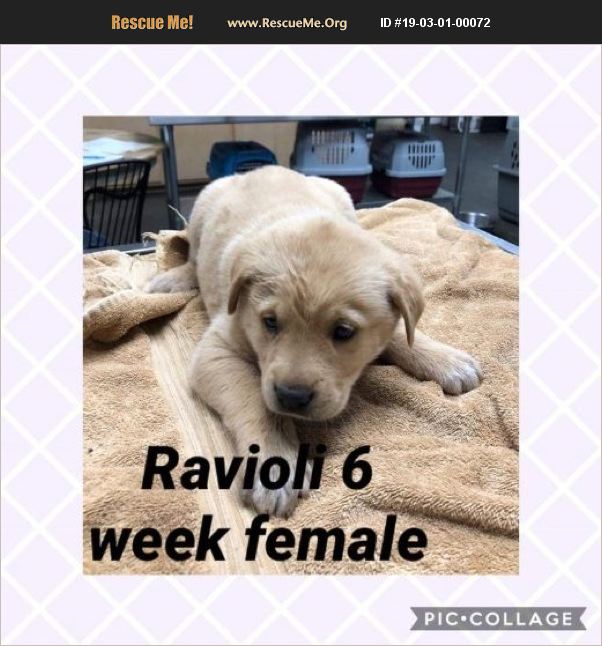 ADOPT 19030100072 Lab Rescue Hinesburg, VT