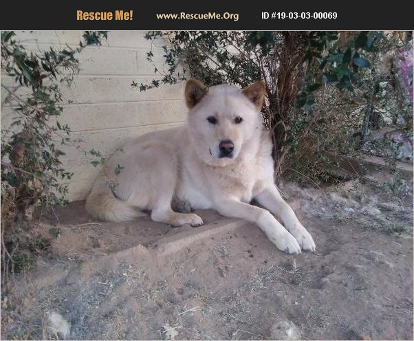 ADOPT 19030300069 ~ Akita Rescue ~ greater Phoenix area, AZ