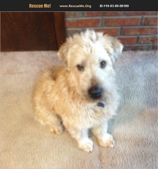 ADOPT 19030900109 Soft Coated Wheaten Terrier Rescue Roscoe, IL