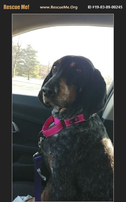 ADOPT 19030900245 ~ Bluetick Coonhound Rescue ~ Buffalo, NY