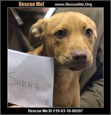 - Rhode Island Dog Rescue - ADOPTIONS - Rescue Me!