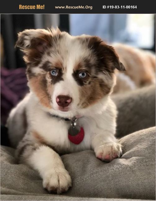 ADOPT 19031100164 Australian Shepherd Rescue Westport, CT