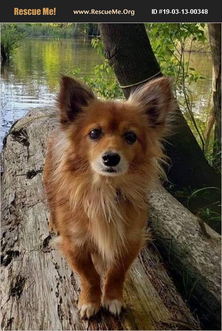 ADOPT 19031300348 ~ Pomeranian Rescue ~ Pensacola, FL