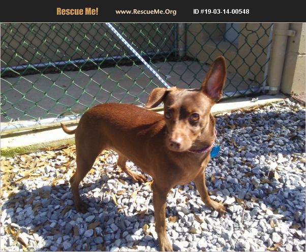 ADOPT 19031400548 ~ Miniature Pinscher Rescue ~ DeFuniak ...