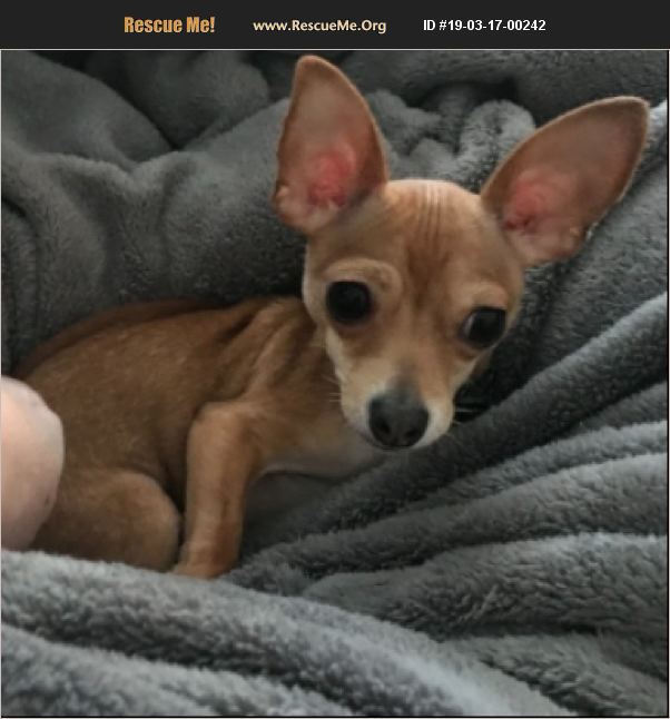 ADOPT 19031700242 Chihuahua Rescue Kansas City, MO