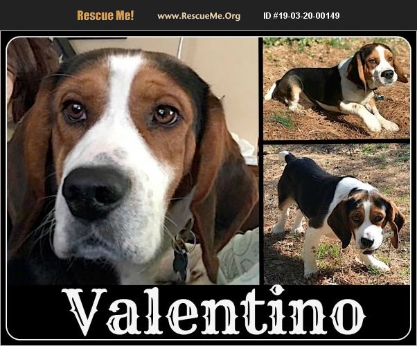 ADOPT 19032000149 Basset Hound Rescue Charlottesville, VA