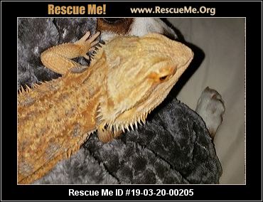 - Washington Reptile/Amphibian Rescue - ADOPTIONS - Rescue Me!