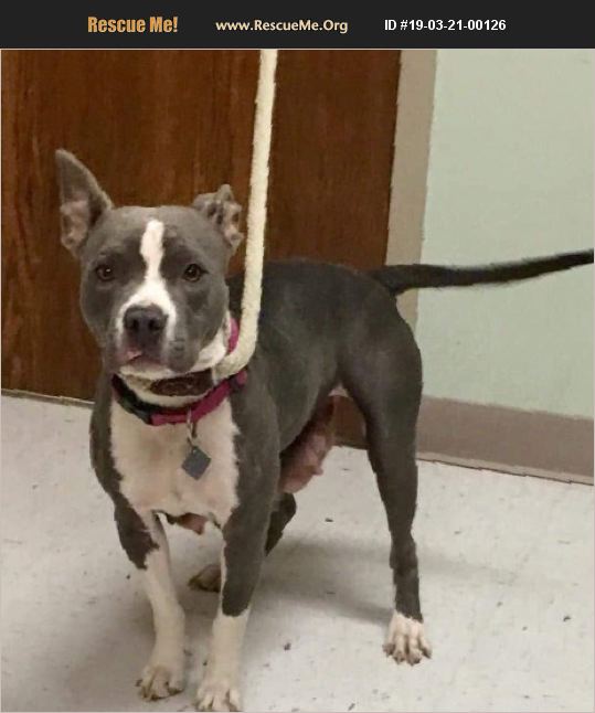 ADOPT 19032100126 Pit Bull Rescue Kalispell, MT