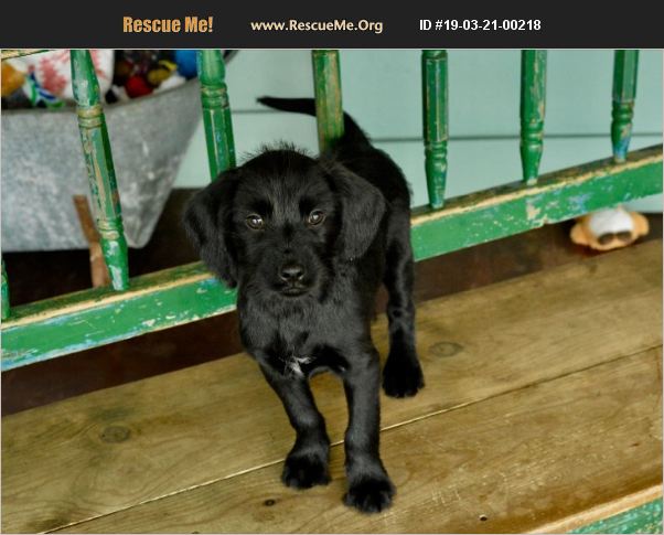 Adopt 19032100218 ~ Flat Coated Retriever Rescue ~ San Antonio Tx