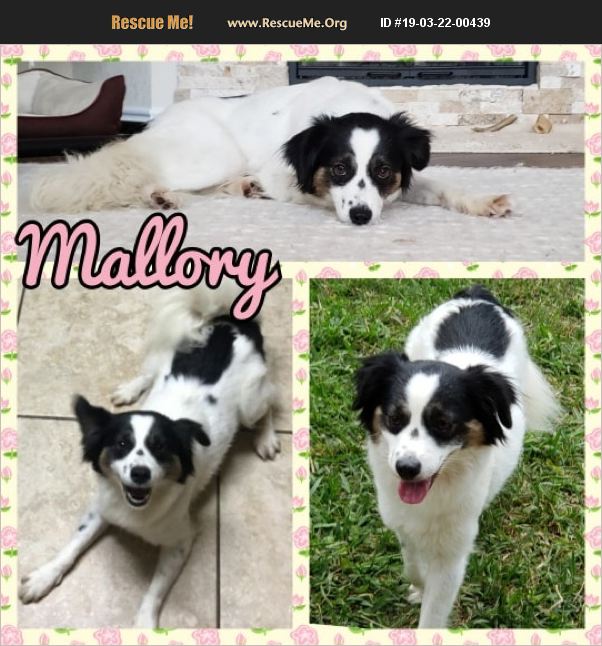 ADOPT 19032200439 Border Collie Rescue Houston, TX