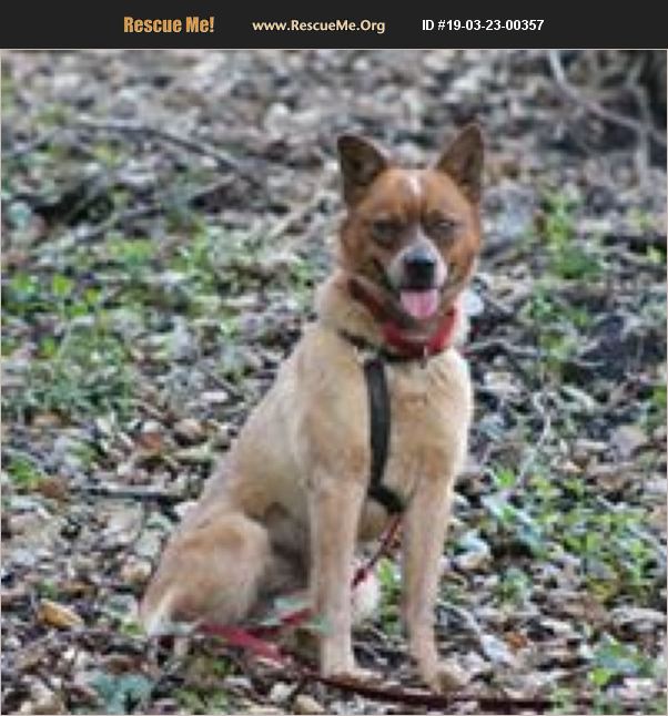 ADOPT 19032300357 Australian Cattle Dog Rescue Paso Robles, CA
