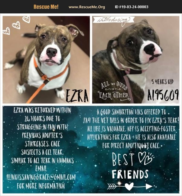 ADOPT 19032400003 Pit Bull Rescue Chicago, IL
