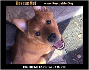 - Kansas Dog Rescue - ADOPTIONS - Rescue Me!