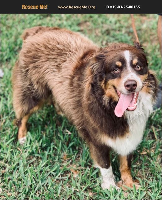ADOPT 19032500165 Australian Shepherd Rescue Bradenton, FL