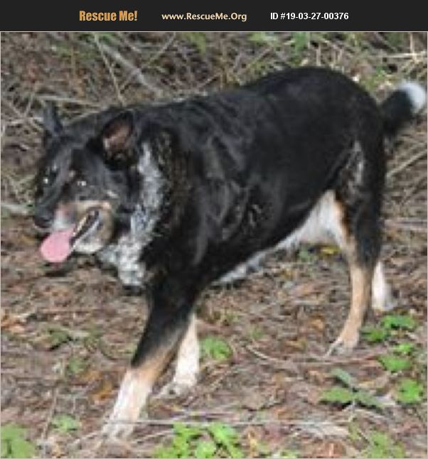 ADOPT 19032700376 Border Collie Rescue Paso Robles, CA