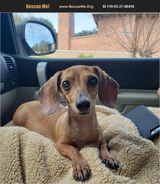 ADOPT 19032700459 Dachshund Rescue Pensacola, FL