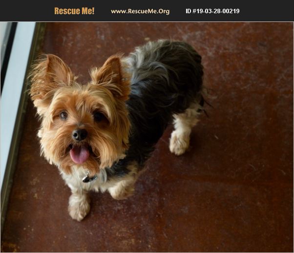 ADOPT 19032800219 Yorkie Rescue San Antonio, TX