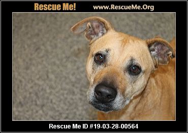 - Rhode Island Dog Rescue - ADOPTIONS - Rescue Me!