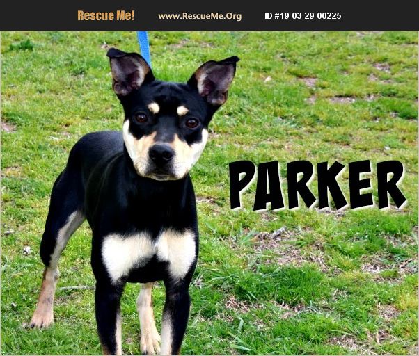 ADOPT 19032900225 Australian Kelpie Rescue Conway, AR