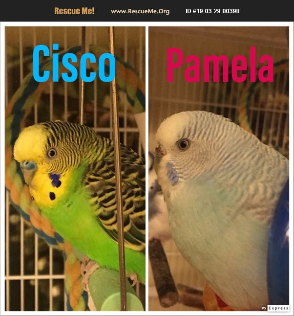 ADOPT 19032900398 Pet Bird Rescue Austin, TX