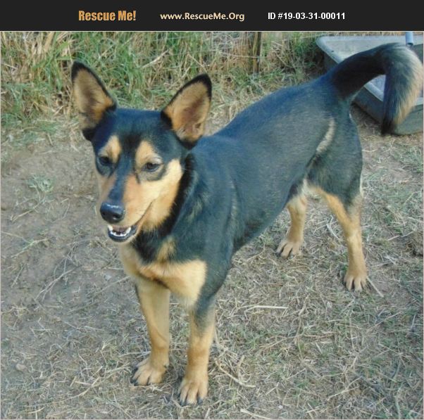 ADOPT 19033100011 Australian Kelpie Rescue Seattle, WA