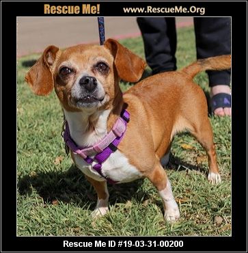 - Texas Dachshund Rescue - ADOPTIONS - Rescue Me!