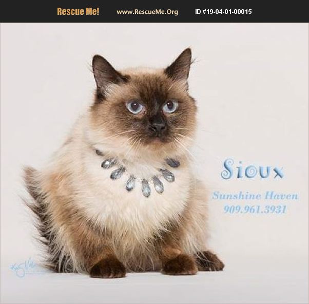 ADOPT 19040100015 Birman Rescue Banning, CA