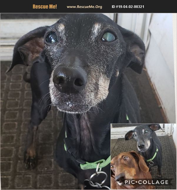 ADOPT 19040200321 ~ Miniature Pinscher Rescue ~ Plant City, FL