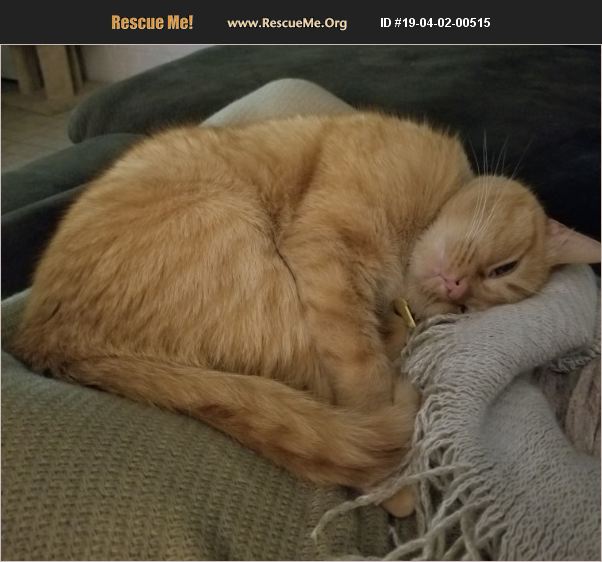 ADOPT 19040200515 Domestic Cat Rescue Loveland, OH