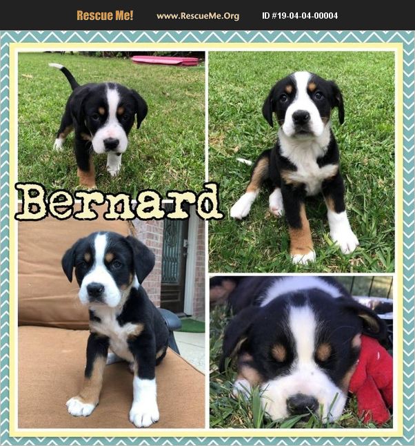 ADOPT 19040400004 Bernese Mountain Dog Rescue Houston TX adopt-19040400004-bernese-mountain-dog-rescue-houston-tx