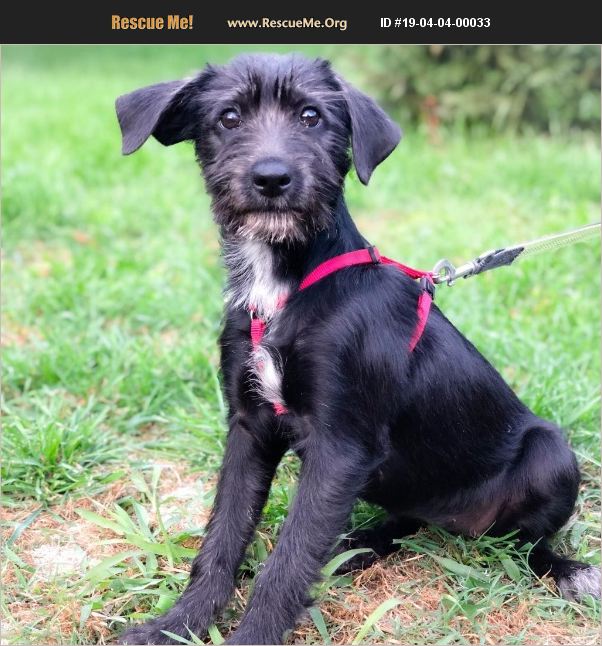 ADOPT 19040400033 Scottish Terrier Rescue San Antonio, TX