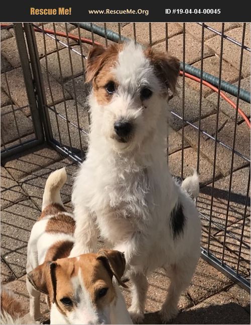 ADOPT 19040400045 Jack Russell Rescue Wallington, NJ