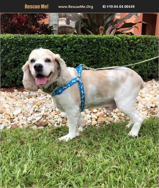 ADOPT 19040400449 Cocker Spaniel Rescue Cape Coral, FL