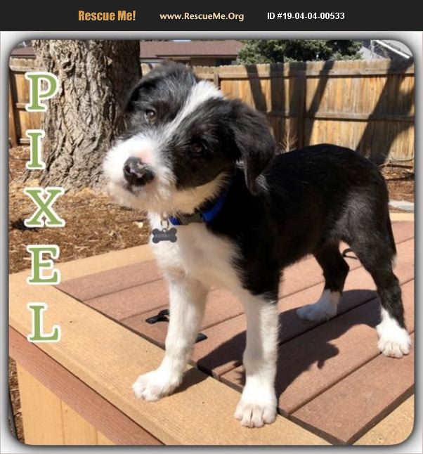 ADOPT 19040400533 Tibetan Terrier Rescue Windsor,