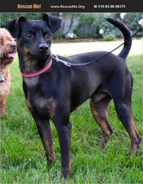 ADOPT 19040600175 Miniature Pinscher Rescue Newtown, CT