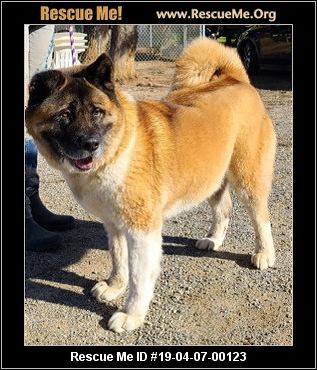 - California Akita Rescue - ADOPTIONS - Rescue Me!