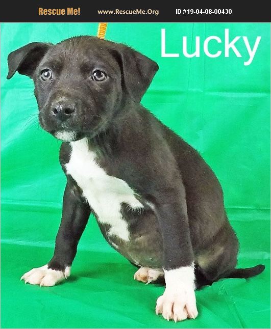 ADOPT 19040800430 Pit Bull Rescue Griffin, GA