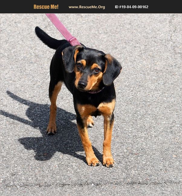 ADOPT 19040900162 Dachshund Rescue Huntley, IL