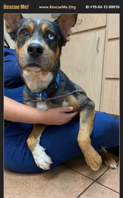 ADOPT 19041200016 ~ Australian Cattle Dog Rescue ~ Corpus Christi, TX