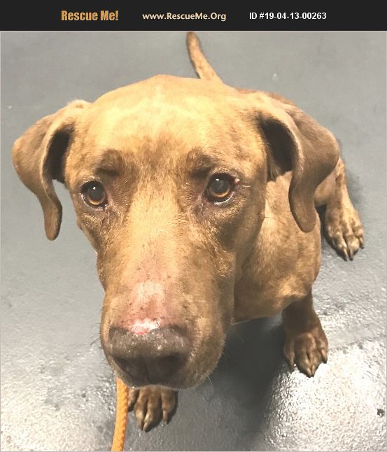 ADOPT 19041300263 Rhodesian Ridgeback Rescue Hillsborough, NC