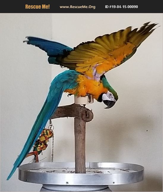 ADOPT 19041500090 ~ Pet Bird Rescue ~ NAPLES, FL
