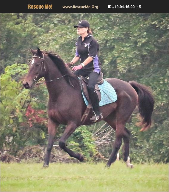 ADOPT 19041500115 Horse Rescue Spring Lake, NC