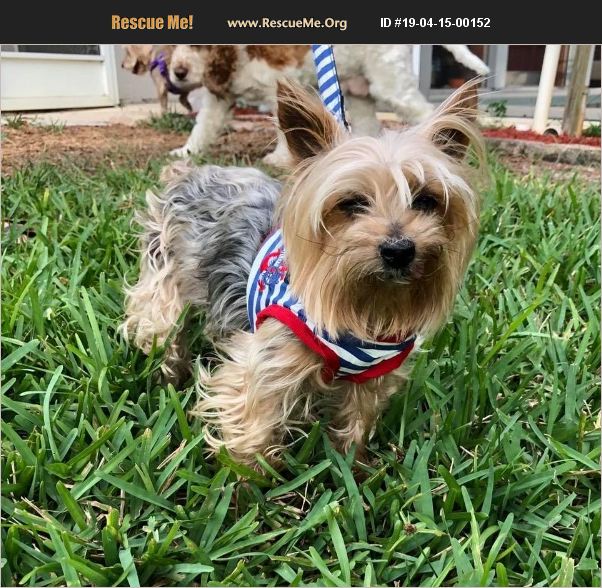 ADOPT 19041500152 Yorkie Rescue Cape Coral, FL
