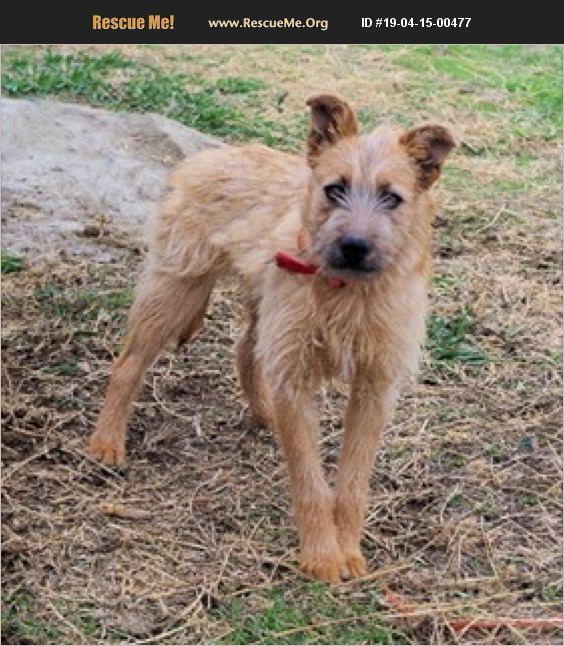 ADOPT 19041500477 Norfolk Terrier Rescue E. Wenatchee, WA