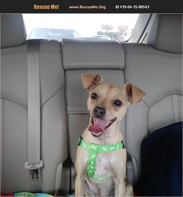 ADOPT 19041500543 Italian Greyhound Rescue New Port Richey, FL